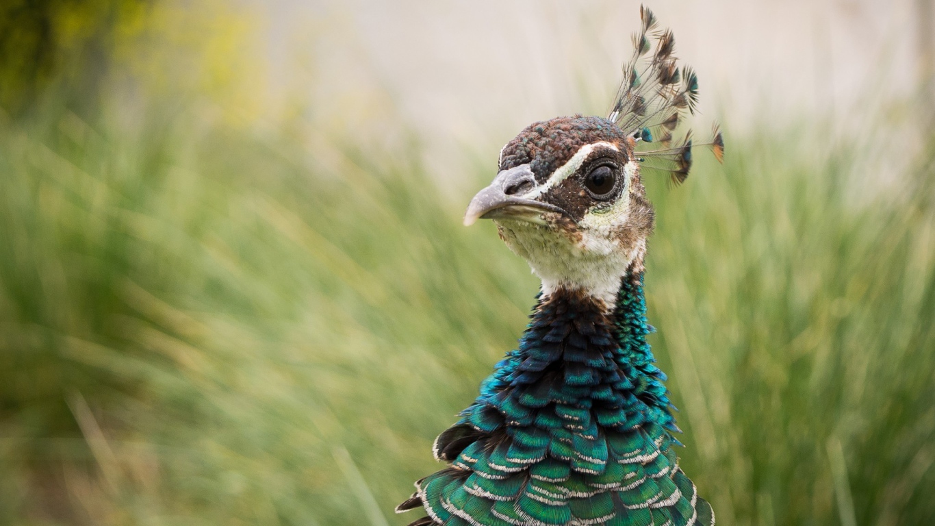 Голова дикого фазана