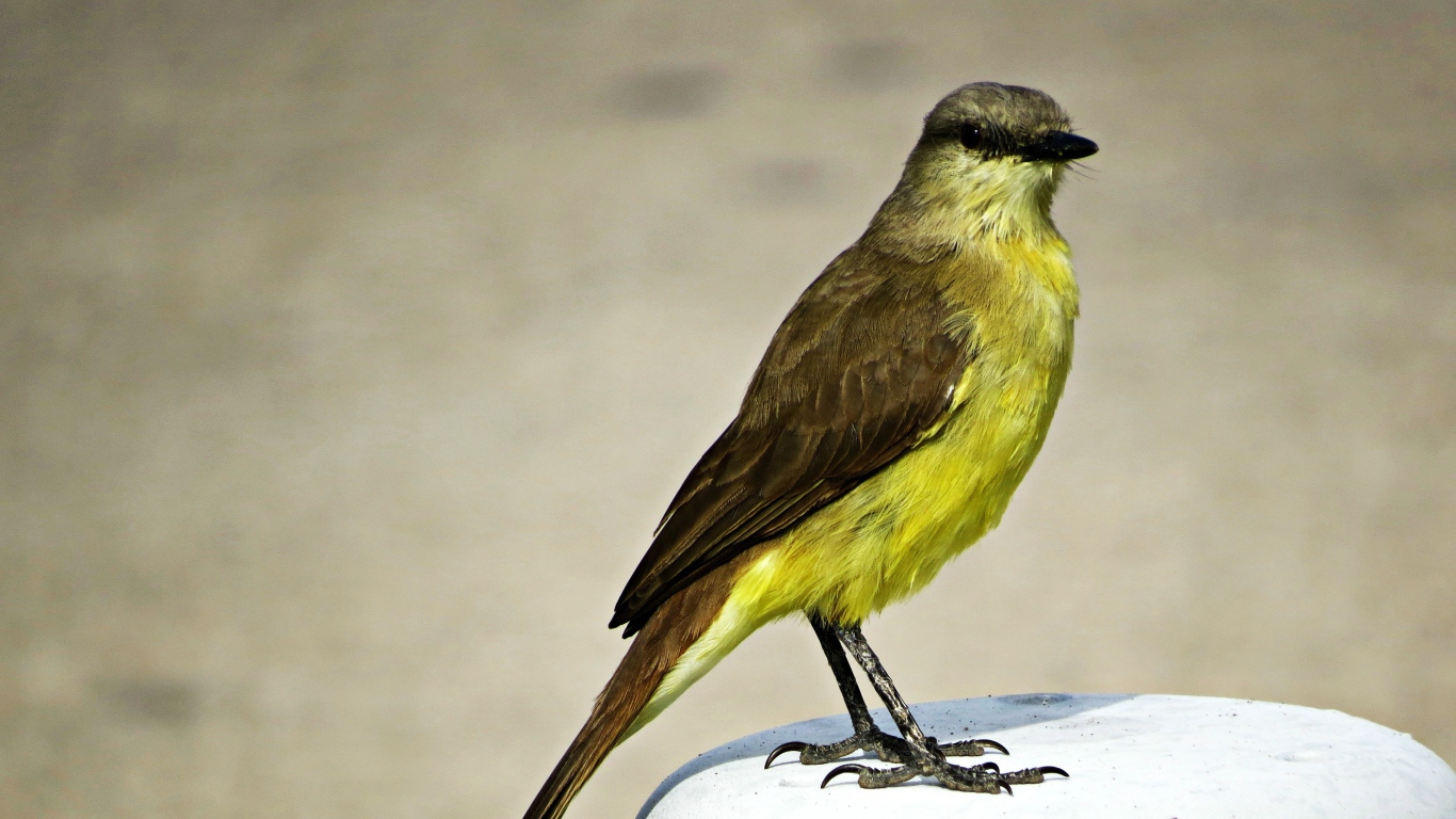 Необычная птица с желтой грудкой