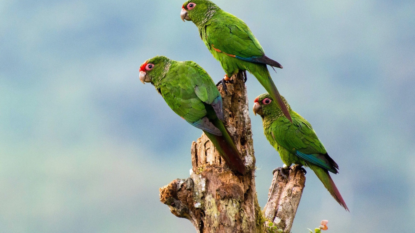 Три зеленых попугая на сухом дереве