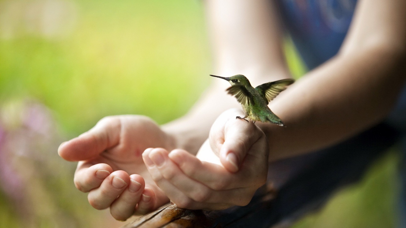 Крошечная колибри на руке