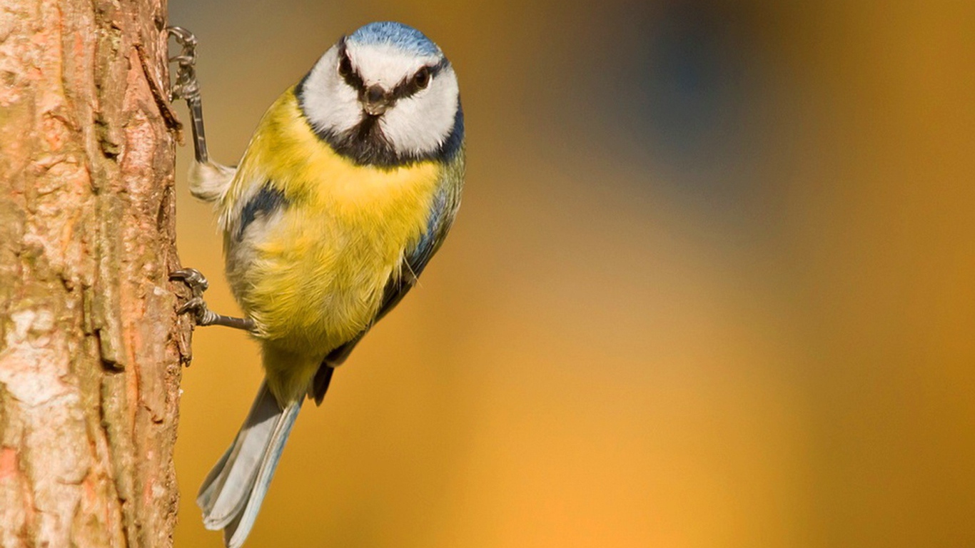 Синица ухватилась лапками за кору