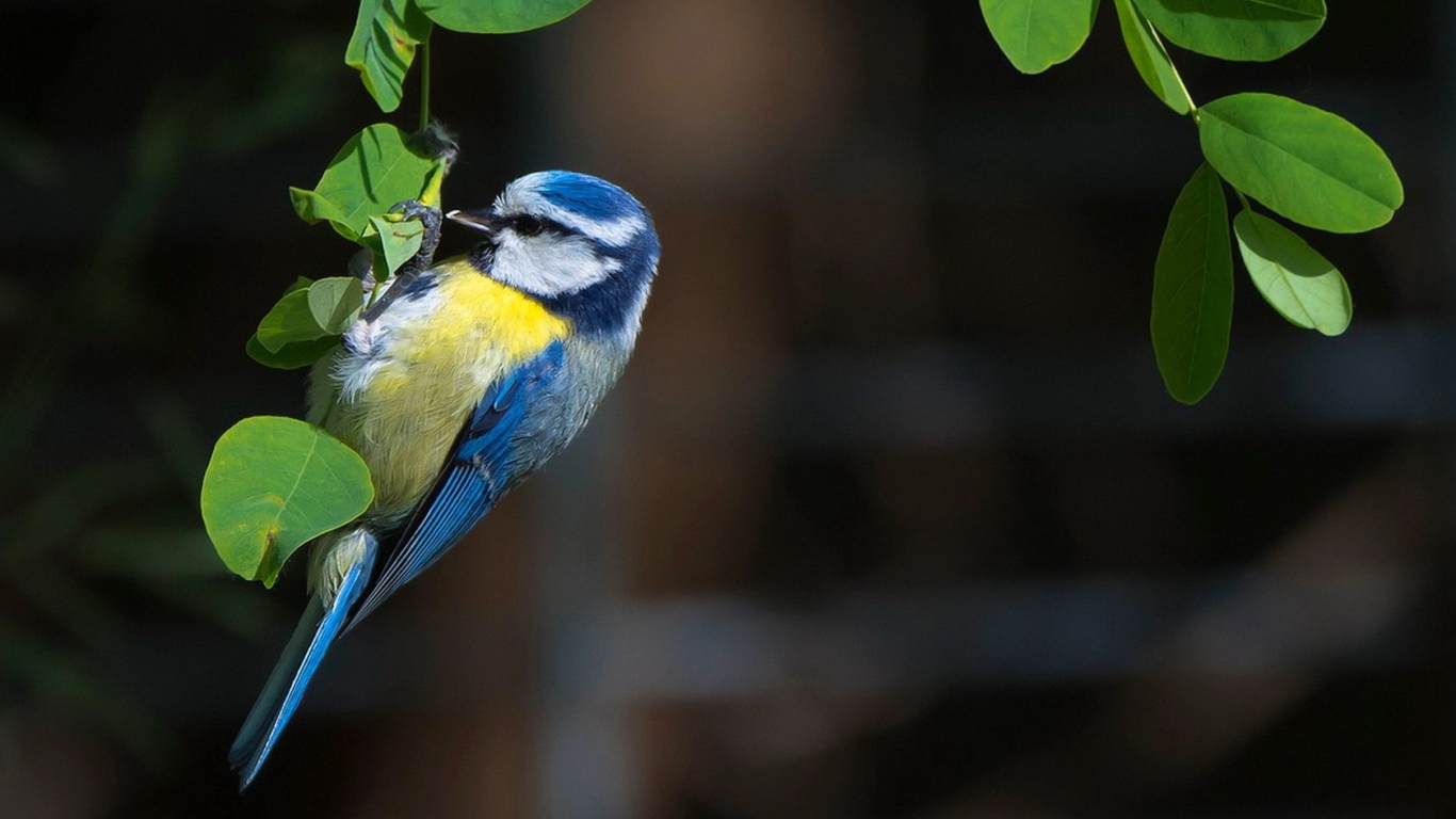 Синица сидит на зеленых листьях