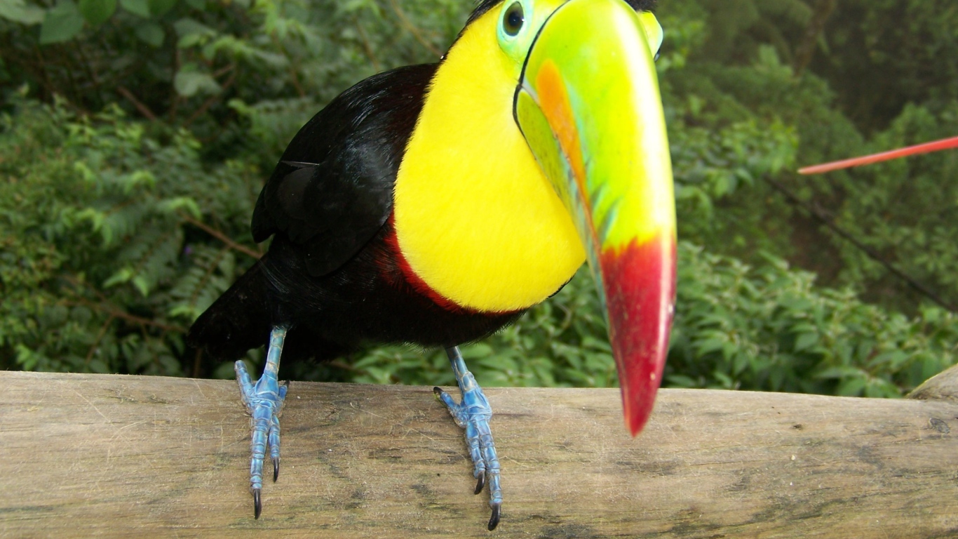 Тукан на стволе дерева