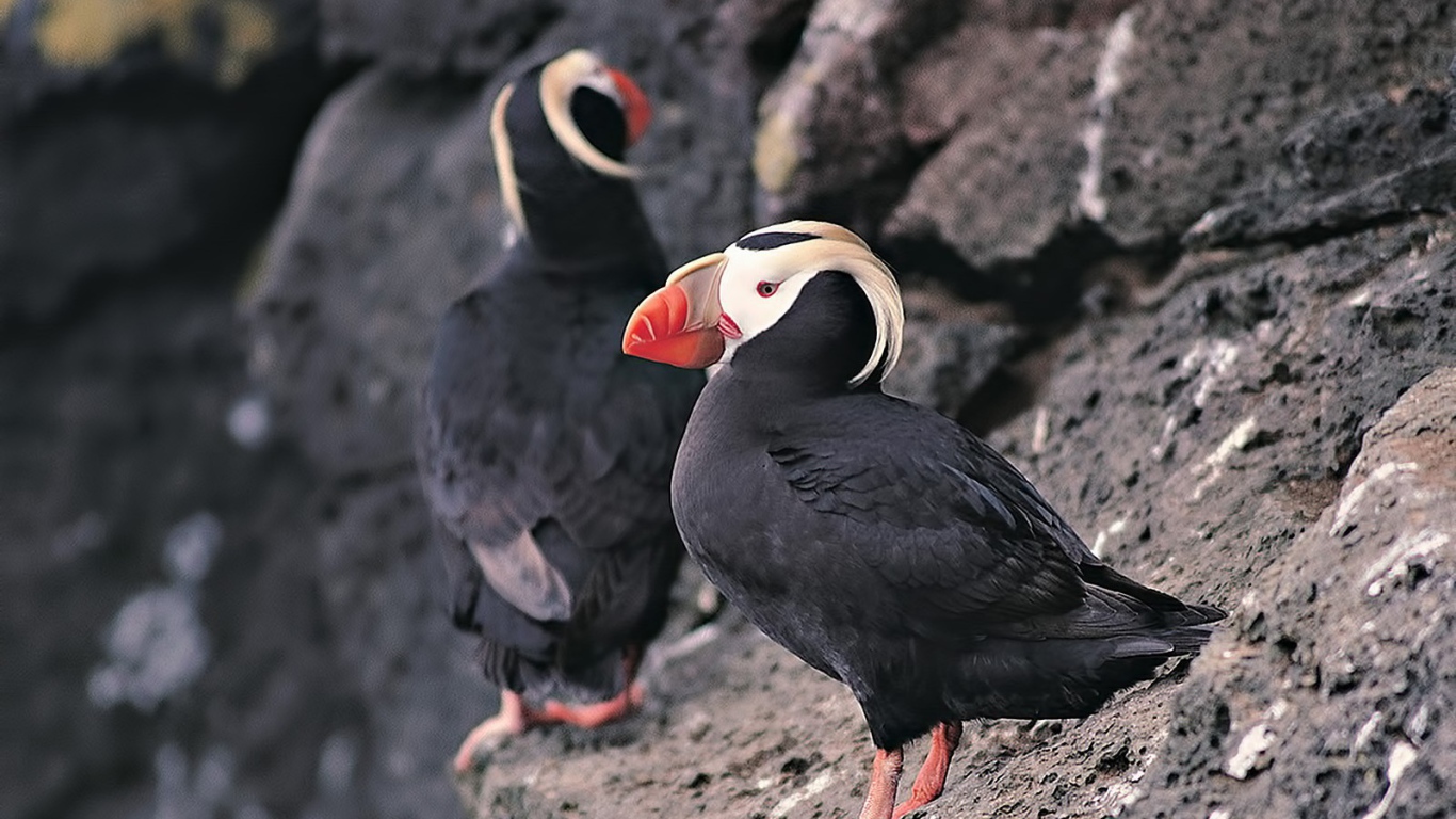 Два тупика на скале