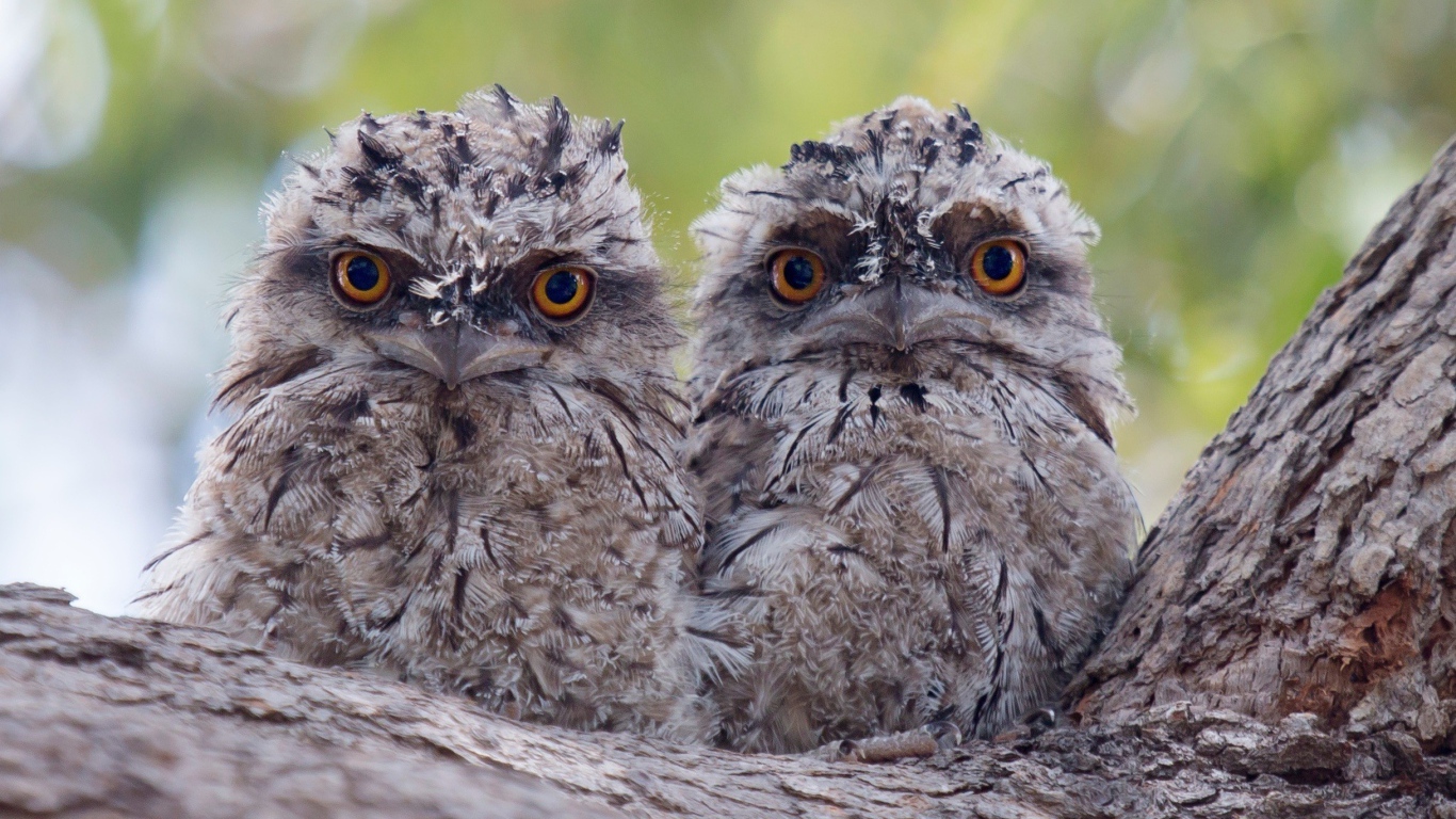 Два взлохмаченных совенка на коре дерева