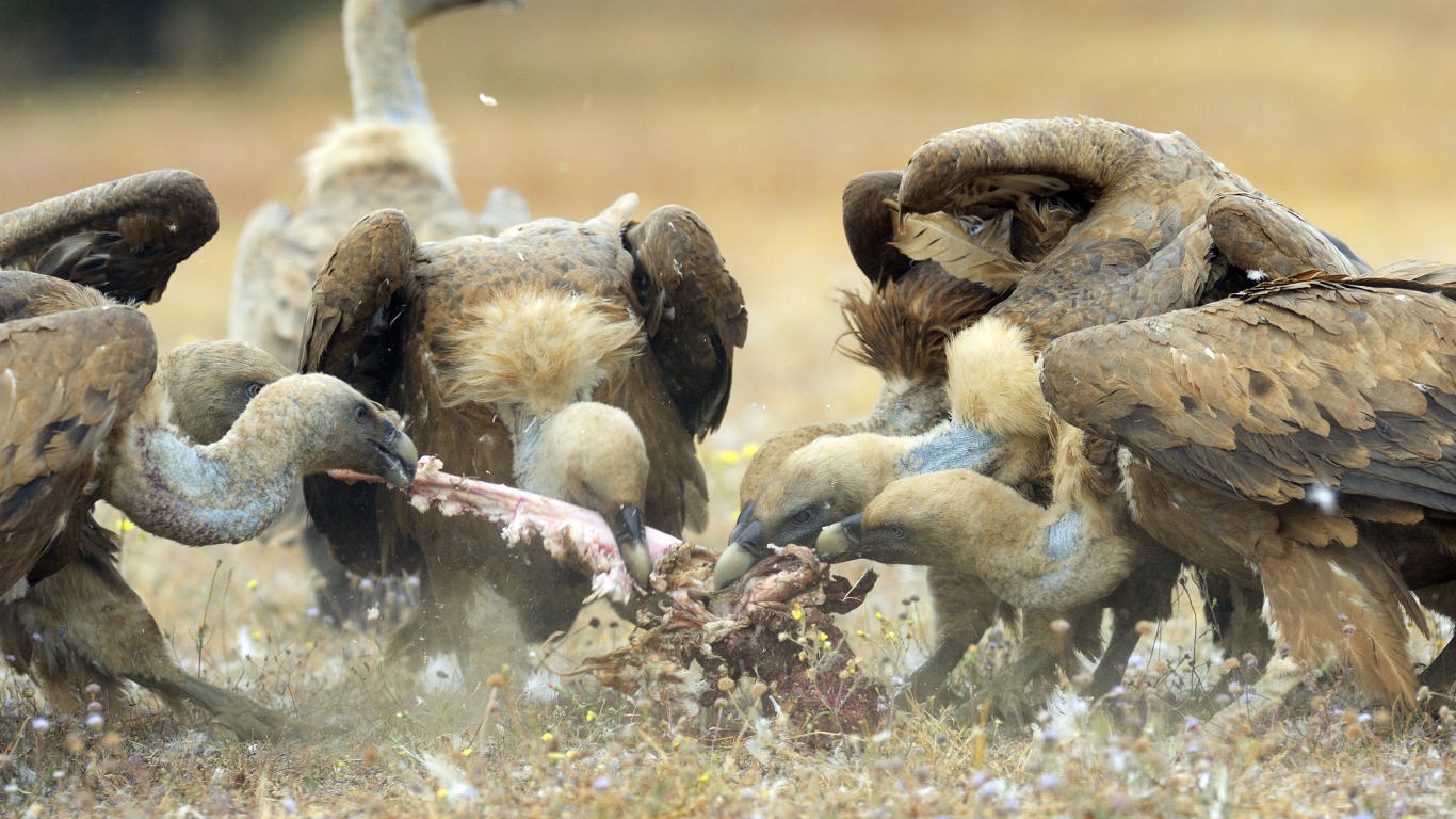 Стервятники нашли добычу