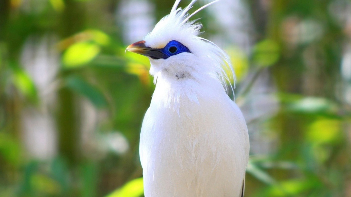 Белая птица на Бали