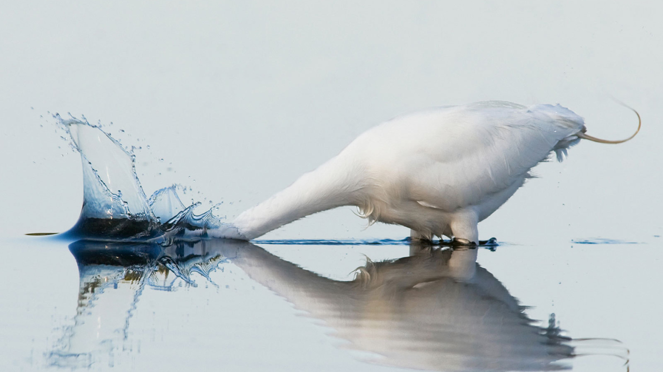 Белый гусь купается
