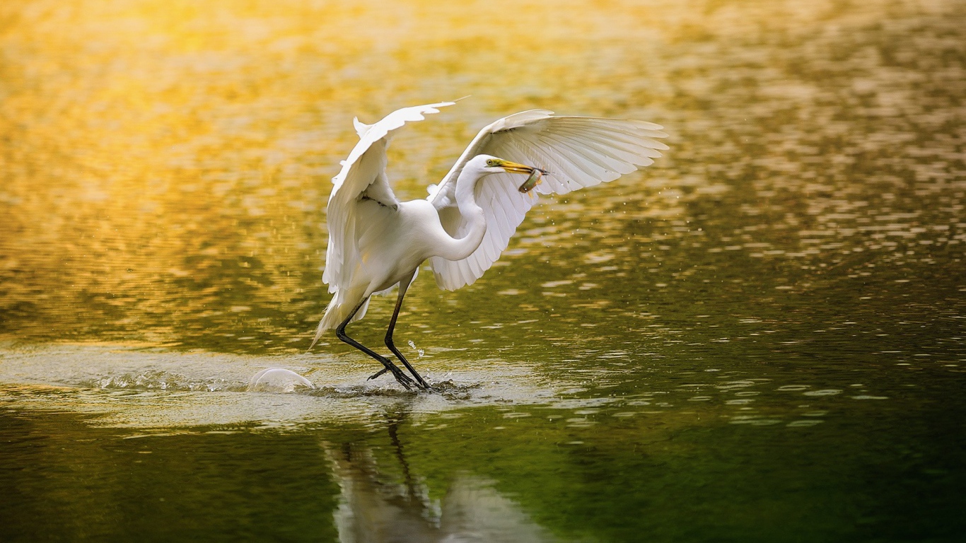Белая цапля поймала рыбку и собирается улетать