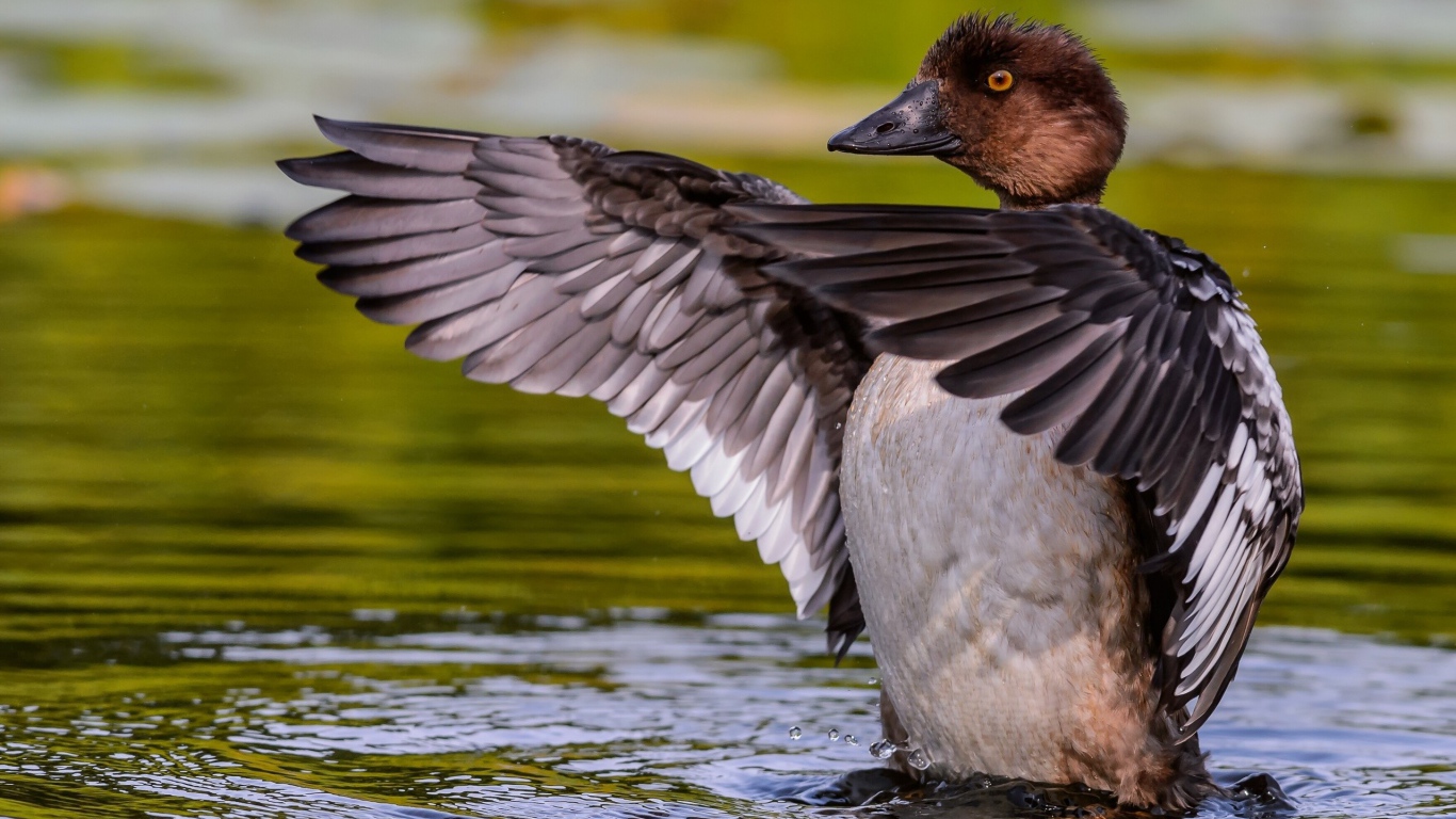 Дикая утка стоит в воде