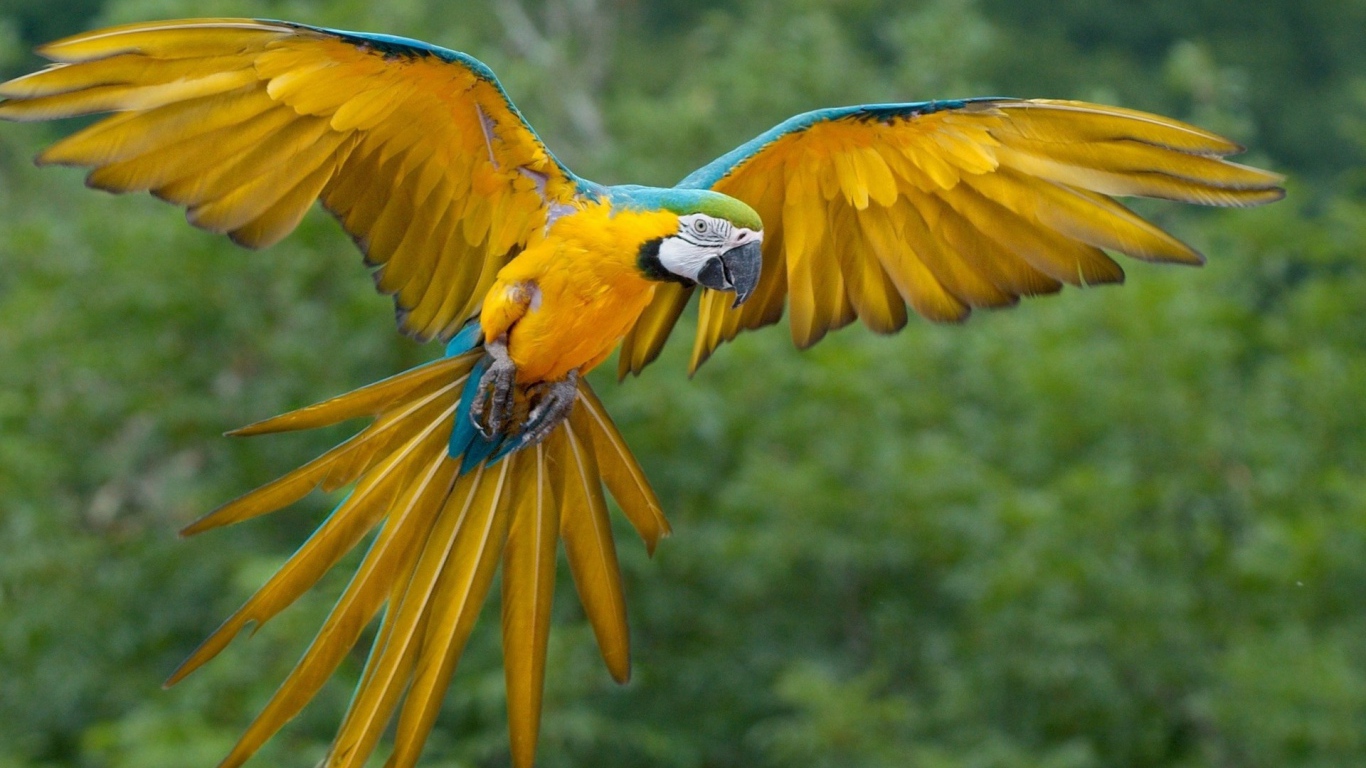 Желтый попугай Ара с синими перьями по краю крыла