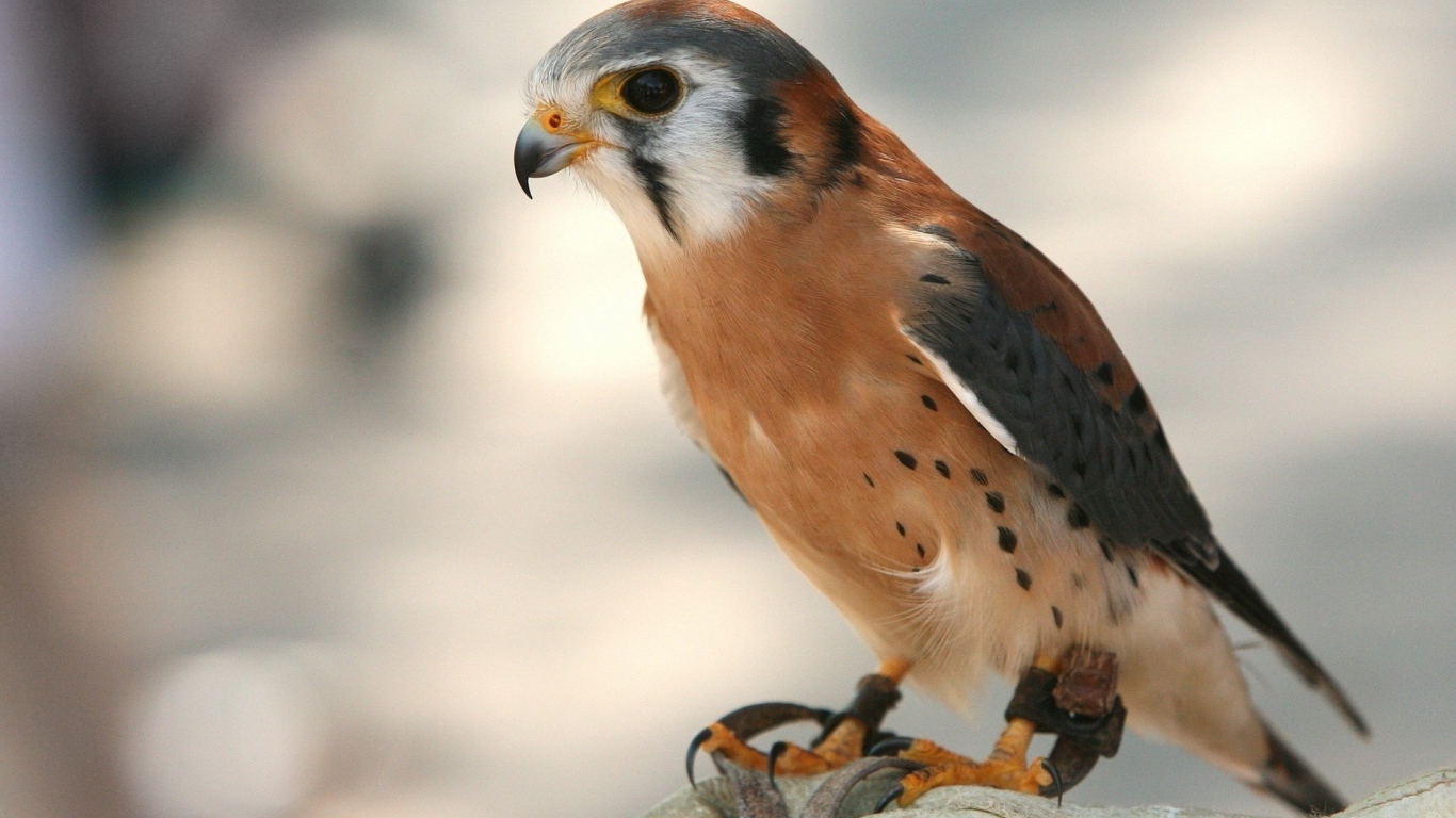 Молодой коричневый ястреб