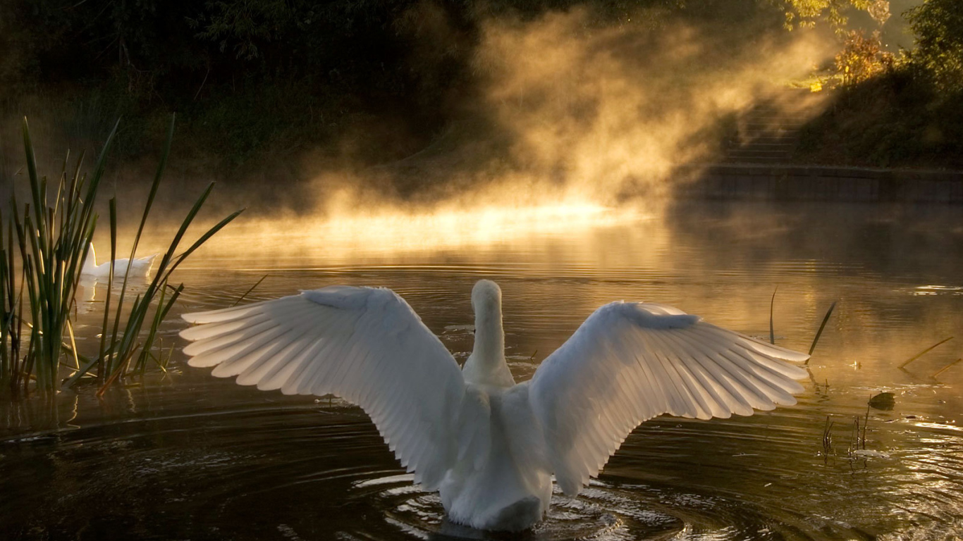 Лебедь на озере