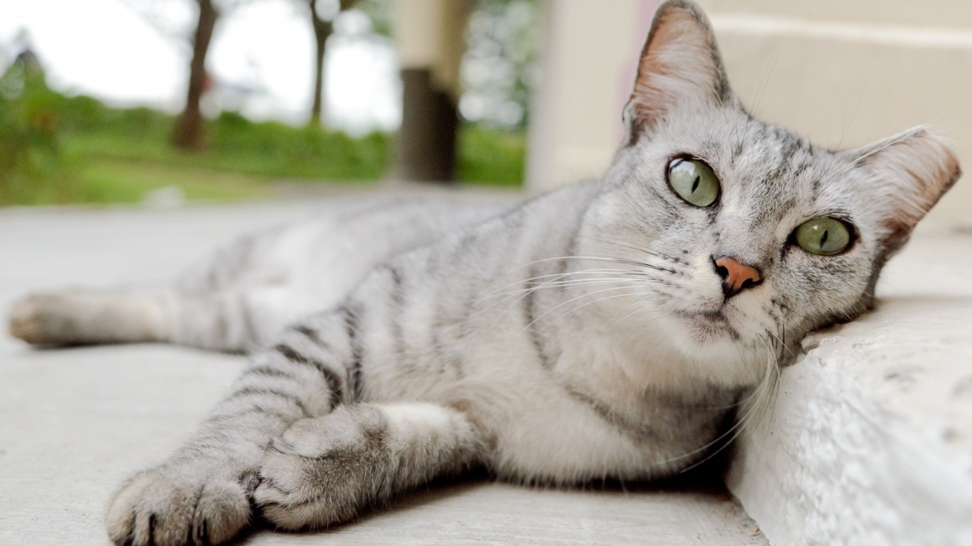 Пепельная кошка с выразительными глазами