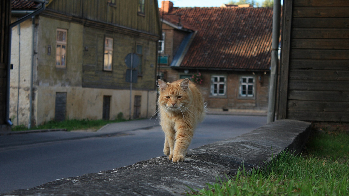 Рыжий, мудрый кот