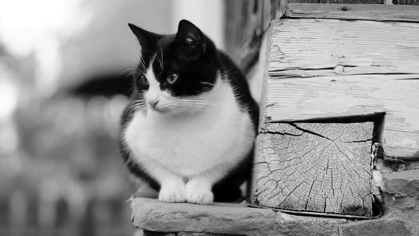 Черно белый кот у деревянной стены
