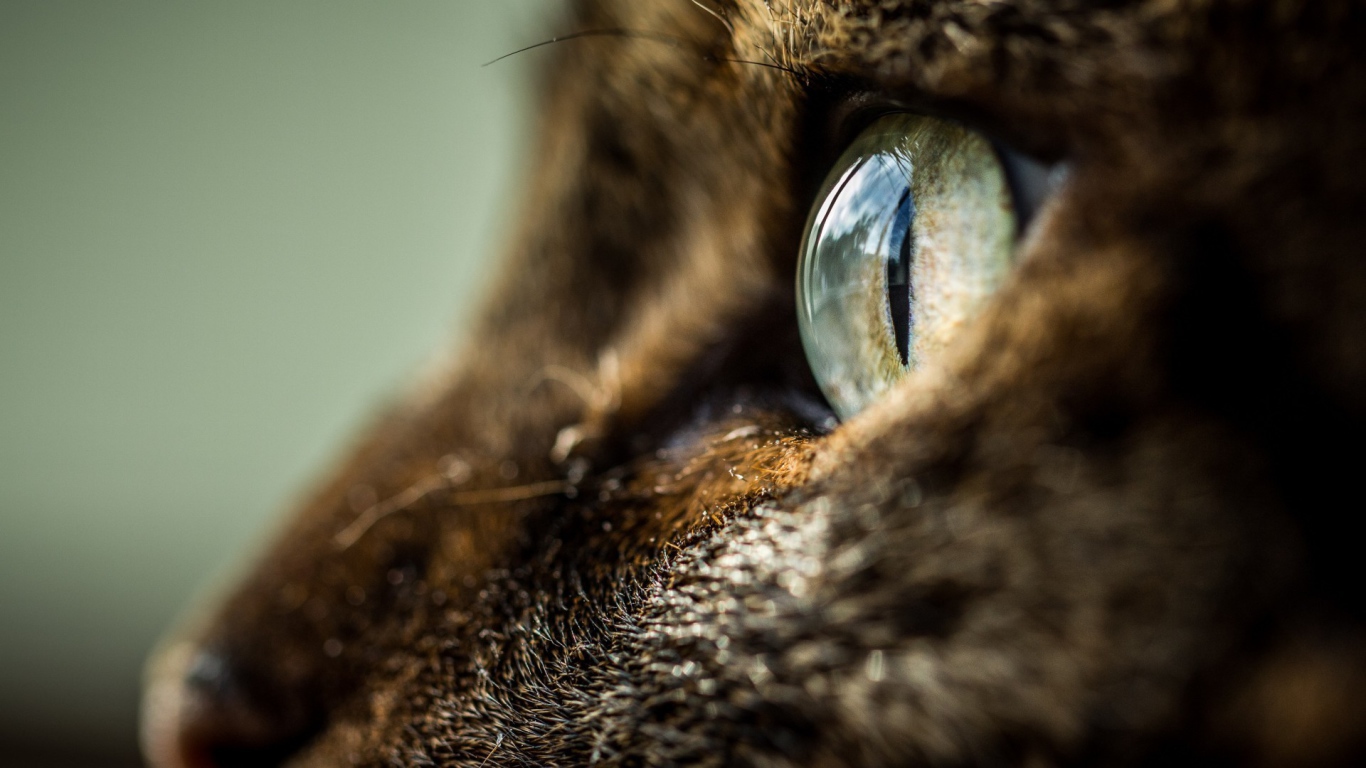 Глаз кота крупным планом