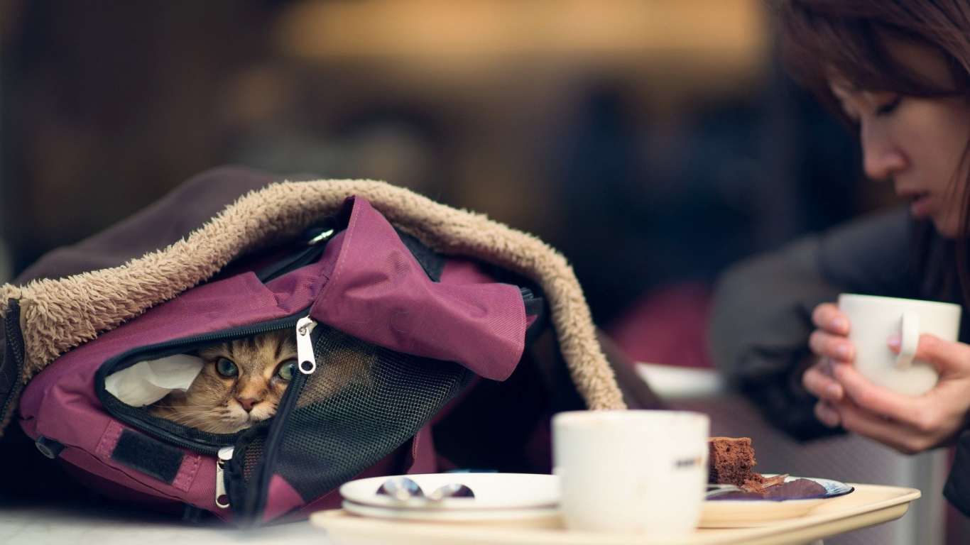 Кот в рюкзаке девушки