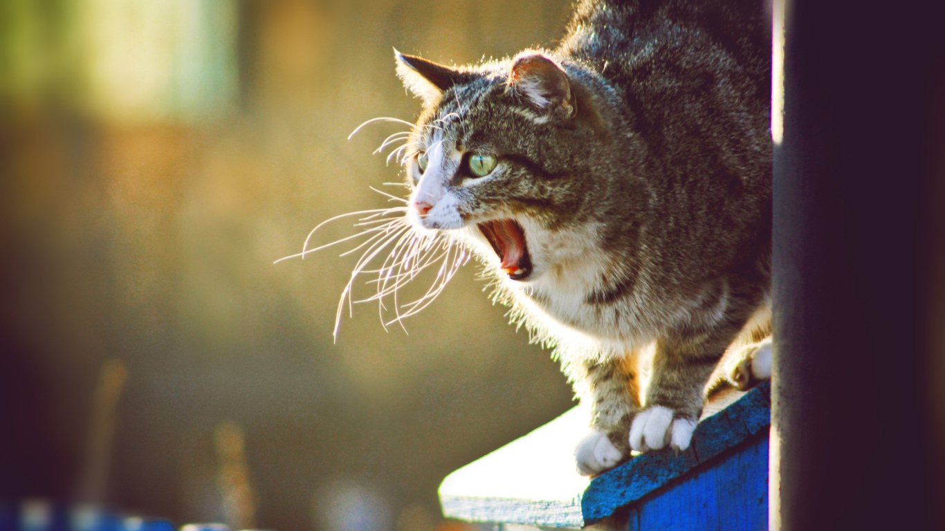 Кот широко разинул пасть