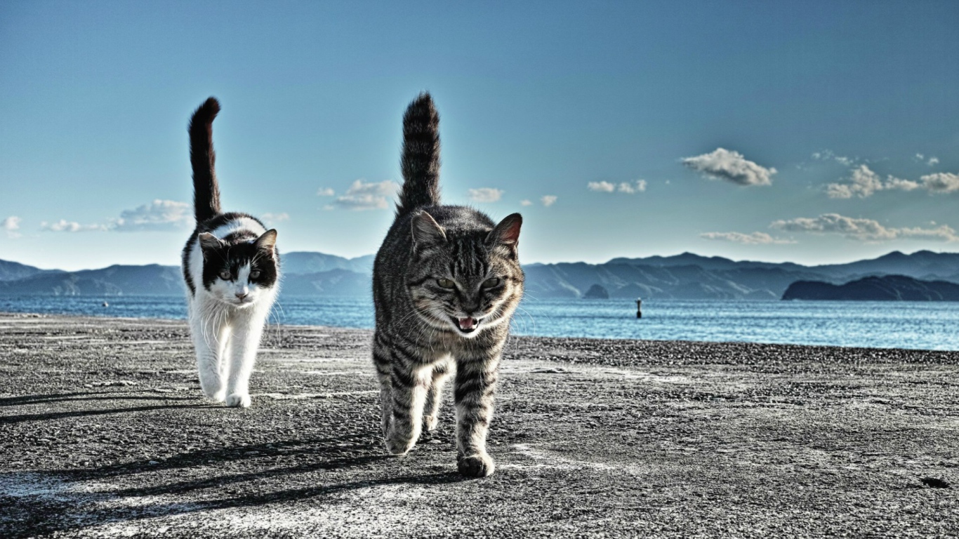 Коты готовы к драке