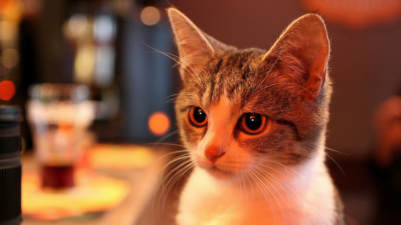 Милая домашняя кошка