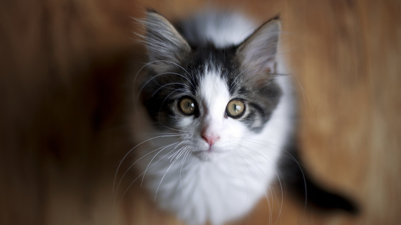 Милый котенок смотрит вверх