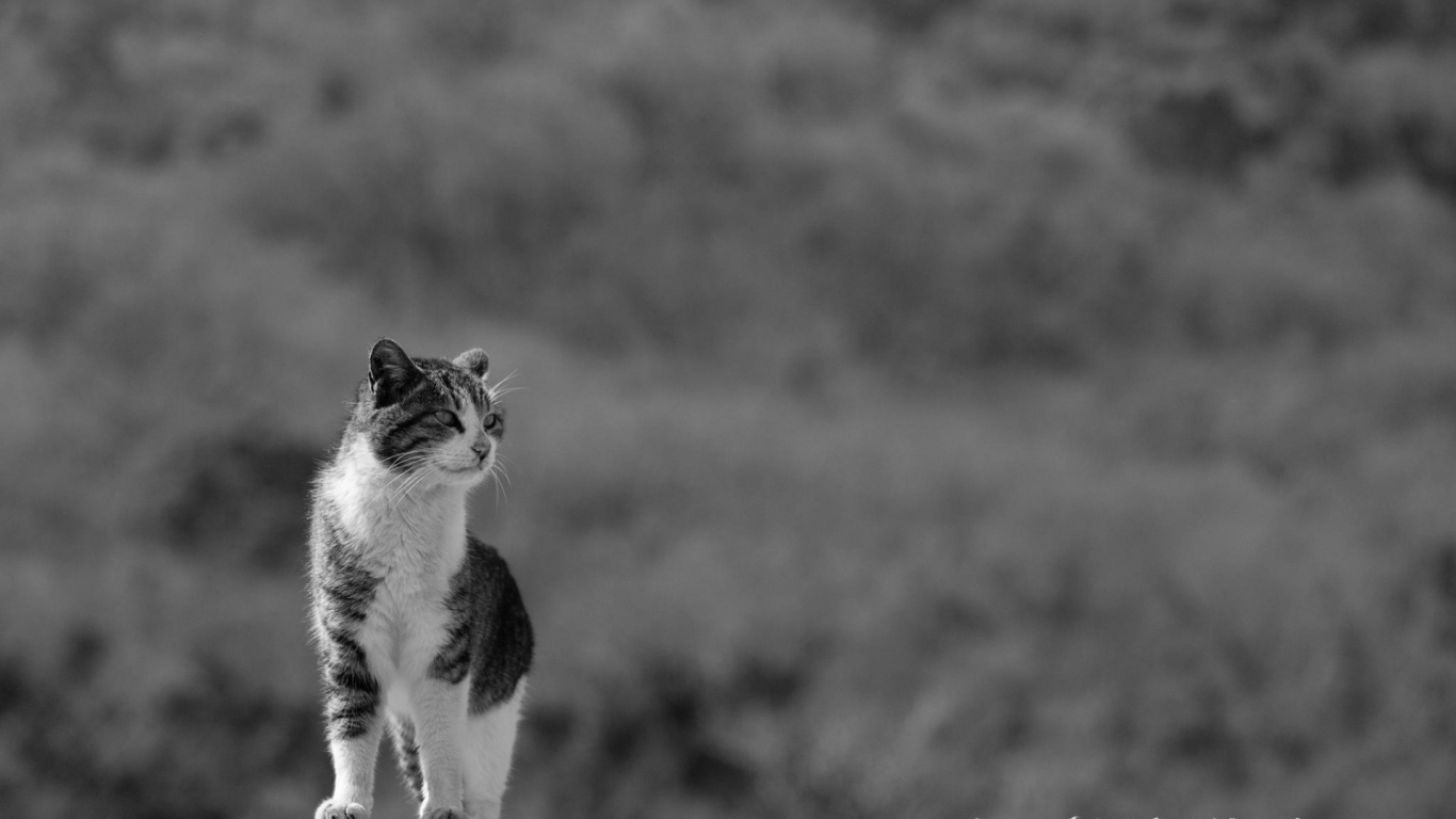 Домашний кот на сером фоне