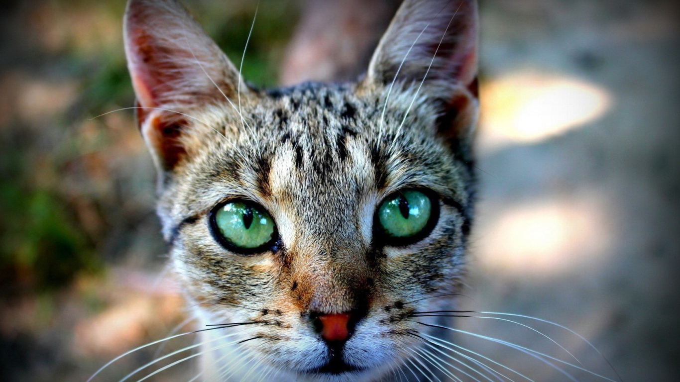 Выразительные зеленые глаза у кошки