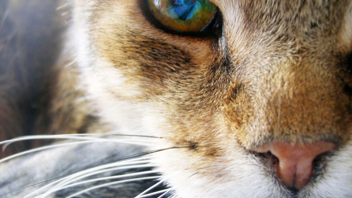 Глаз рыжего кота