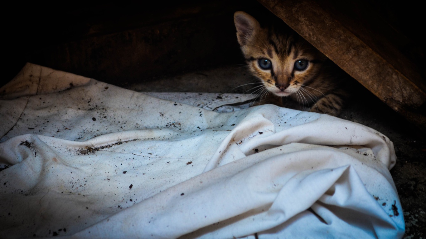 Котенок выглядывает из под доски