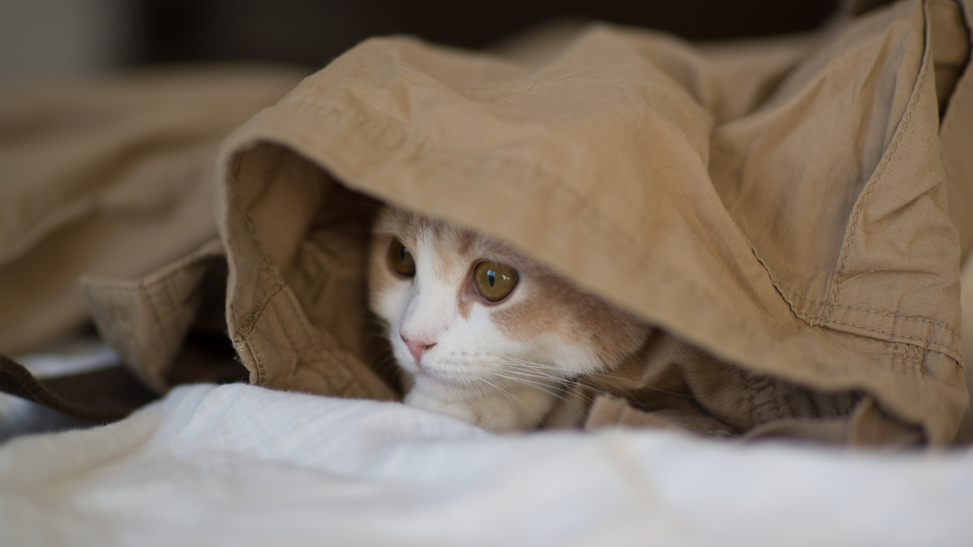 Котенок играет в прятки