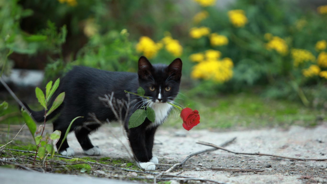 Роза в зубах у котенка