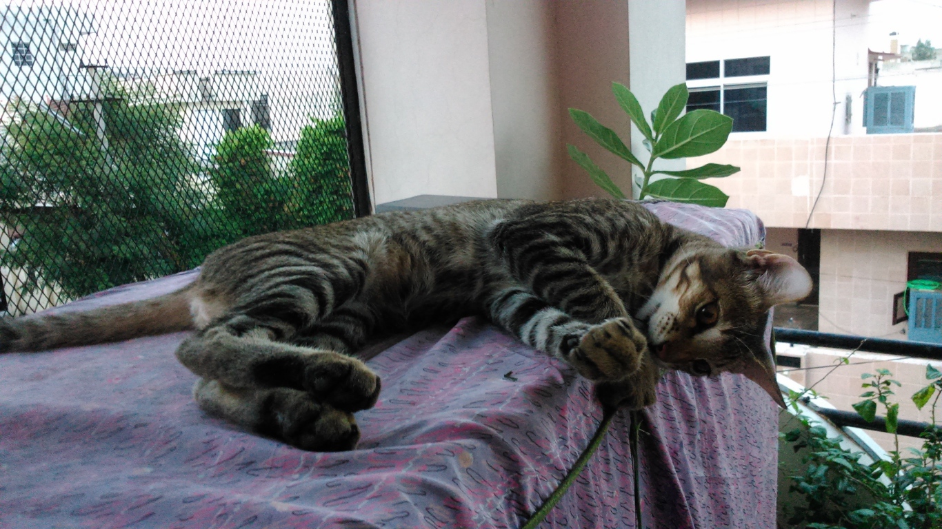 Кот лежит у окна и играет с ниткой