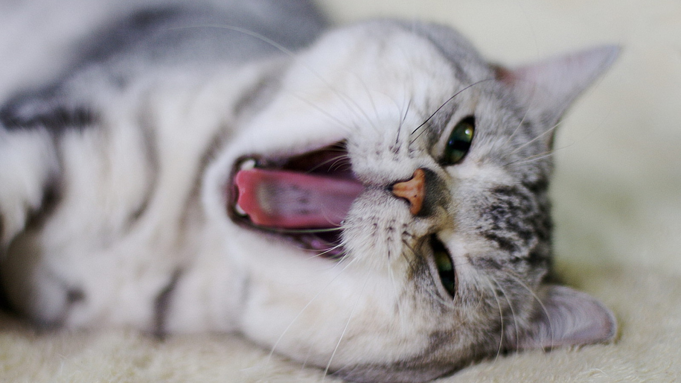 Кот кричит