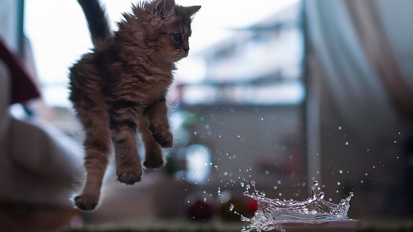 Котенок отпрыгивает от воды