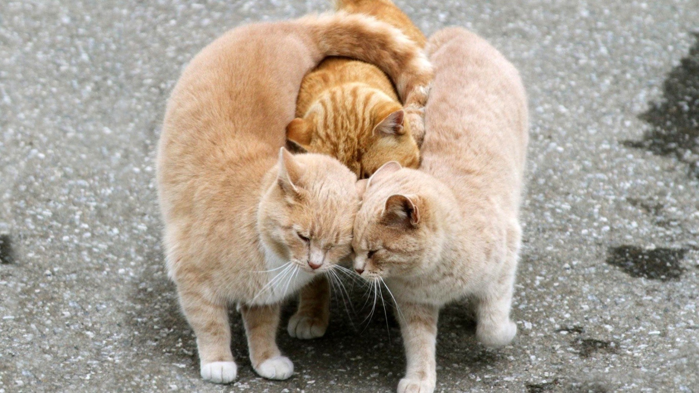 Настоящий рыжий трикотаж