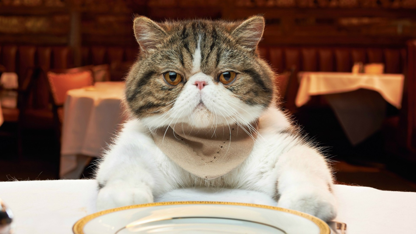 Недовольный кот за столом