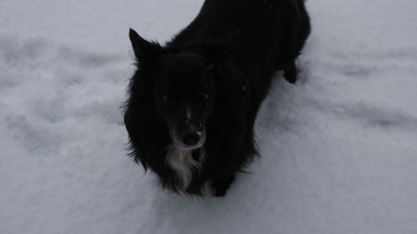 Черный пес стоит в снегу