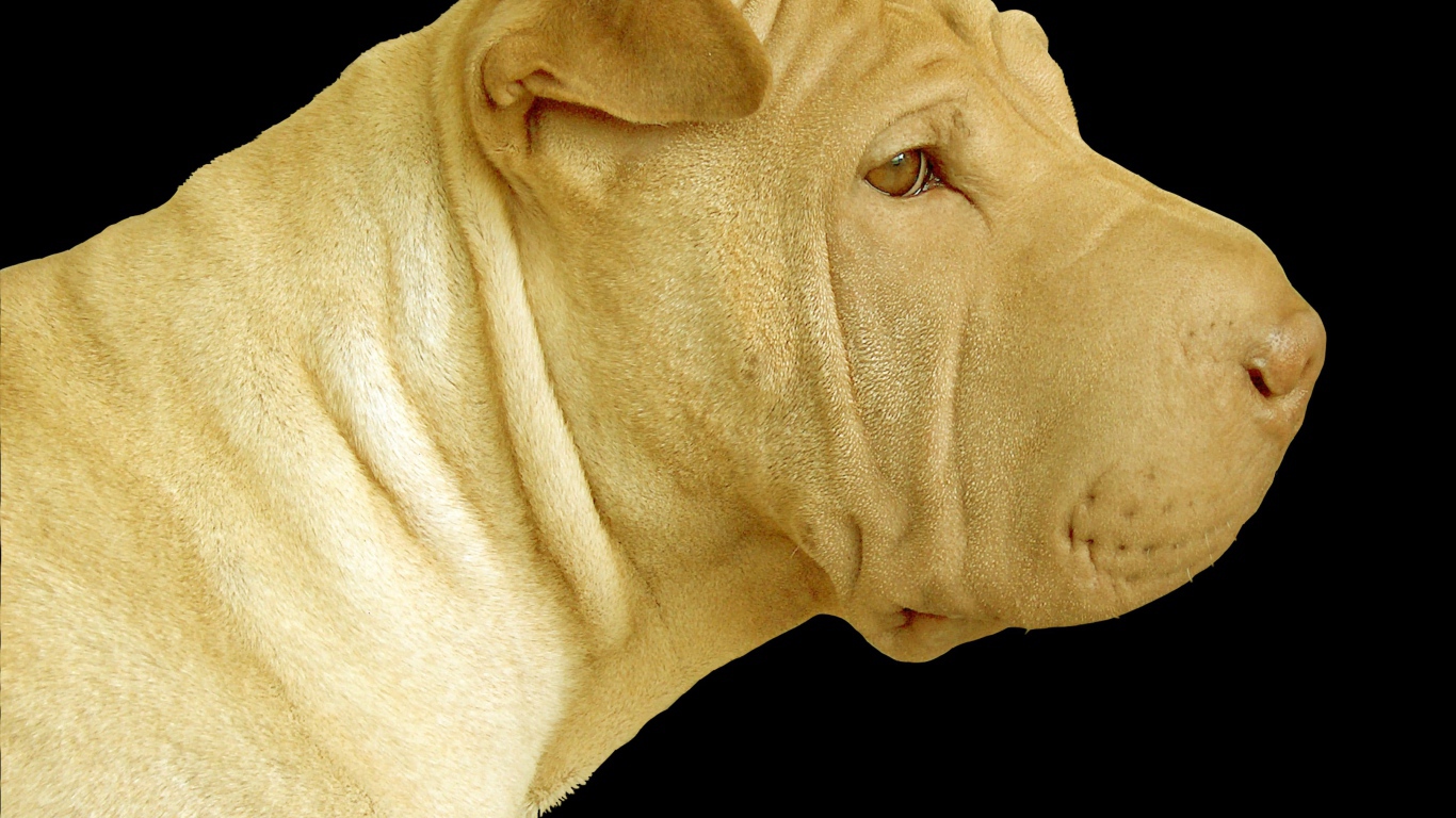 Светлый шарпей на черном фоне