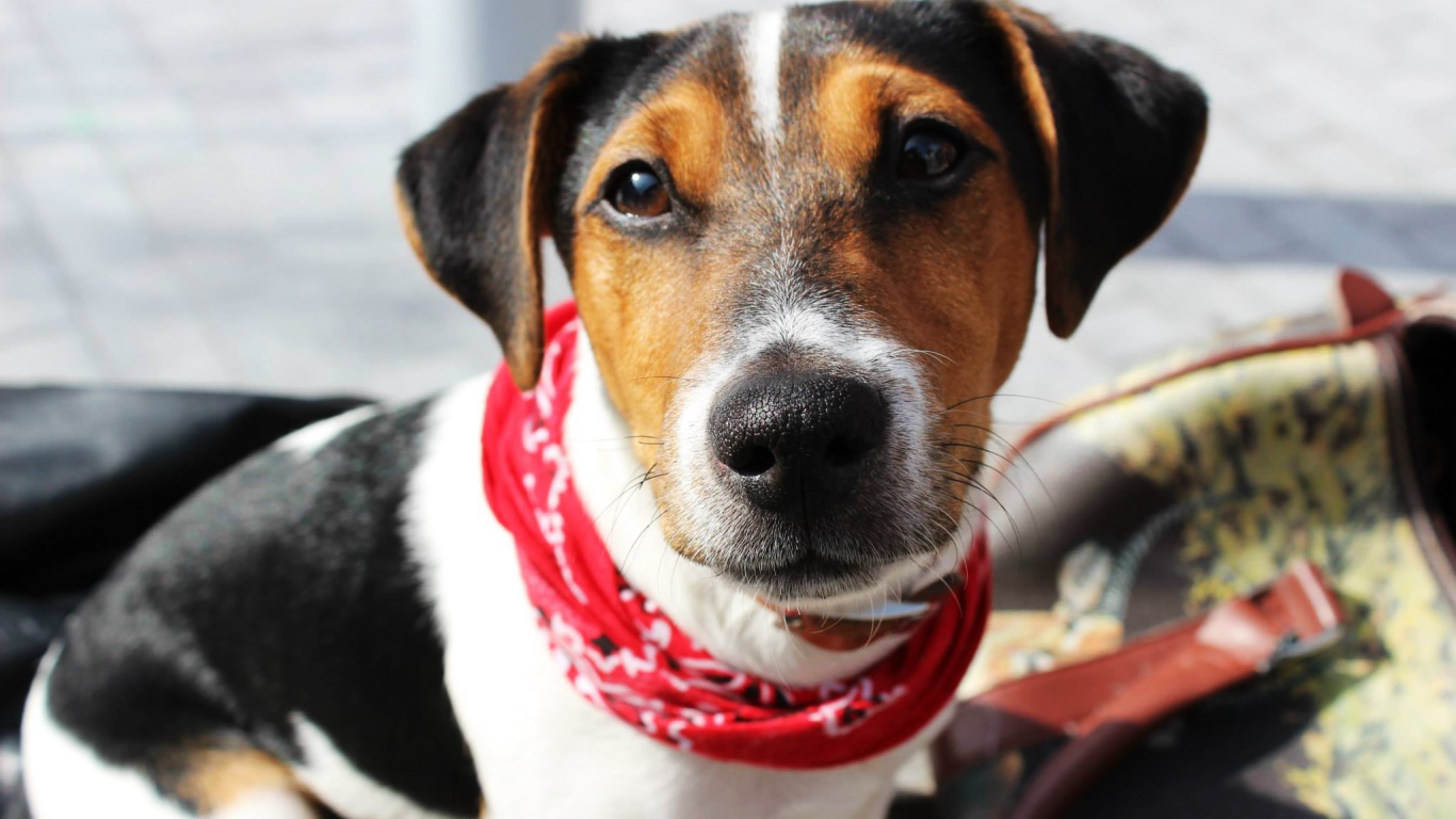 Милый домашний пес