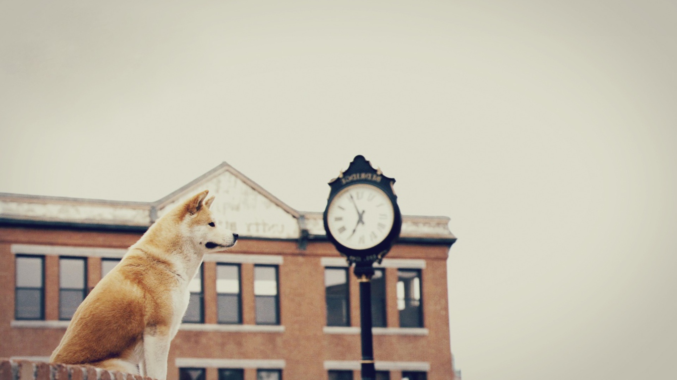 Собака верно ждет хозяина