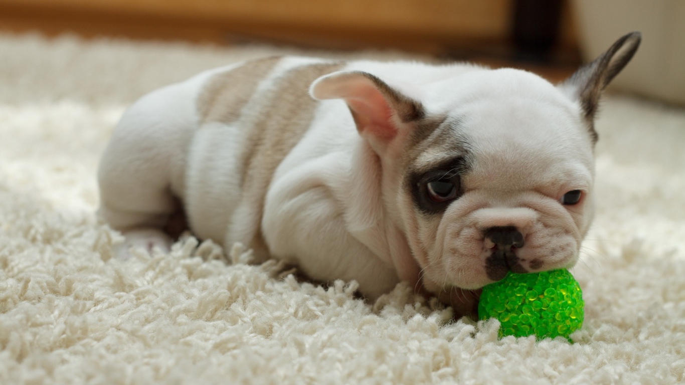 Щенок грызет зеленый шарик