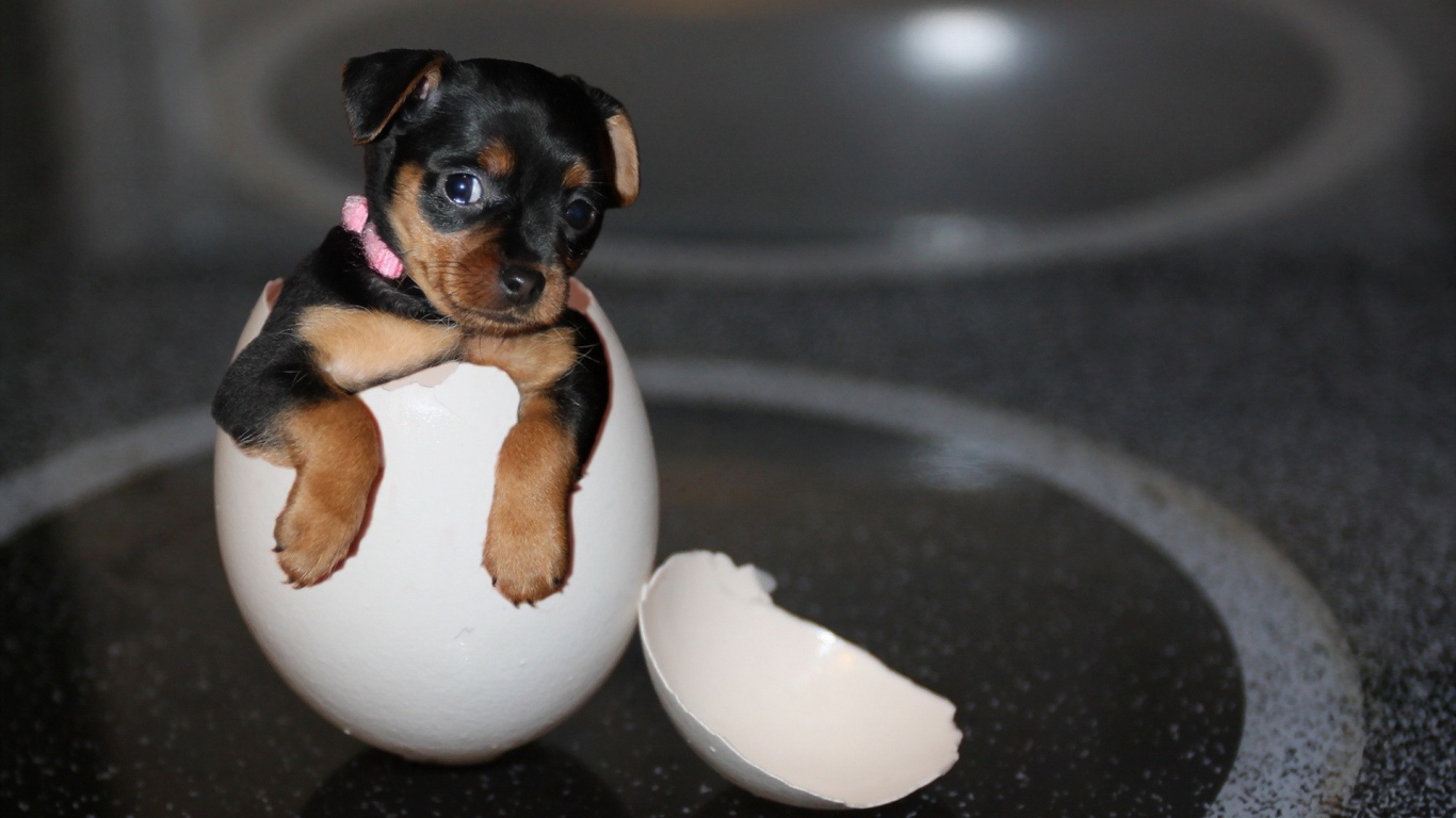 Щенок в скорлупе яйца