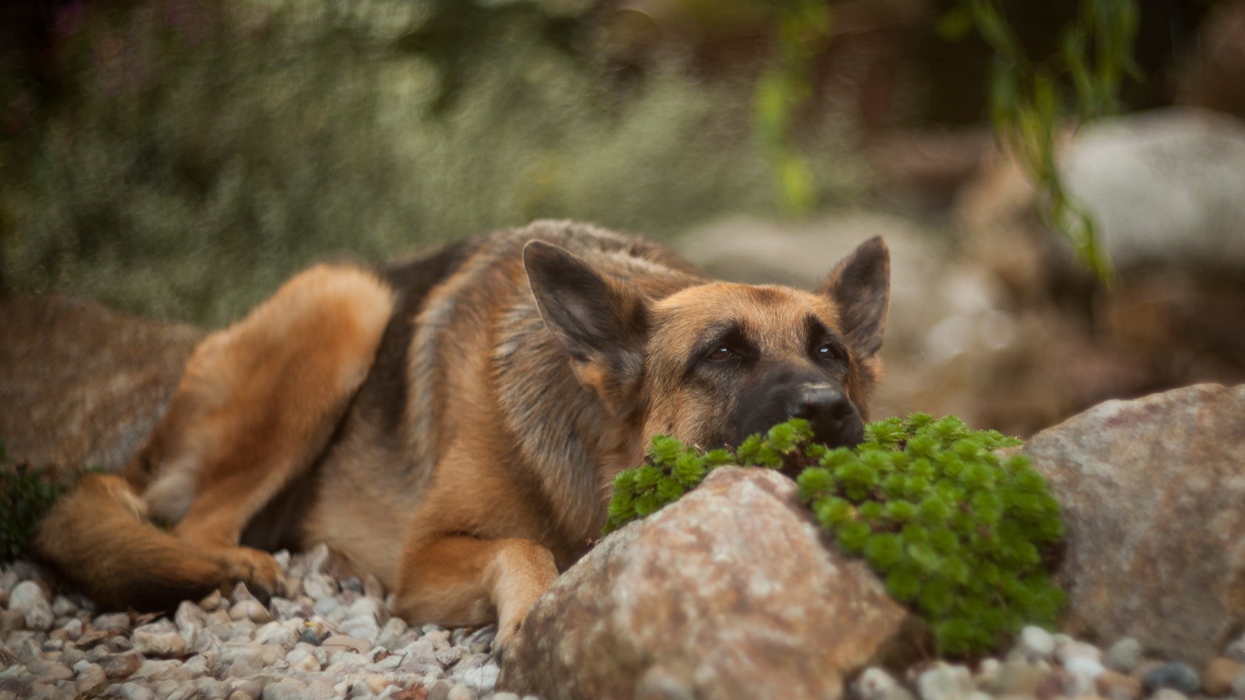 Овчарка прилегла за камнем