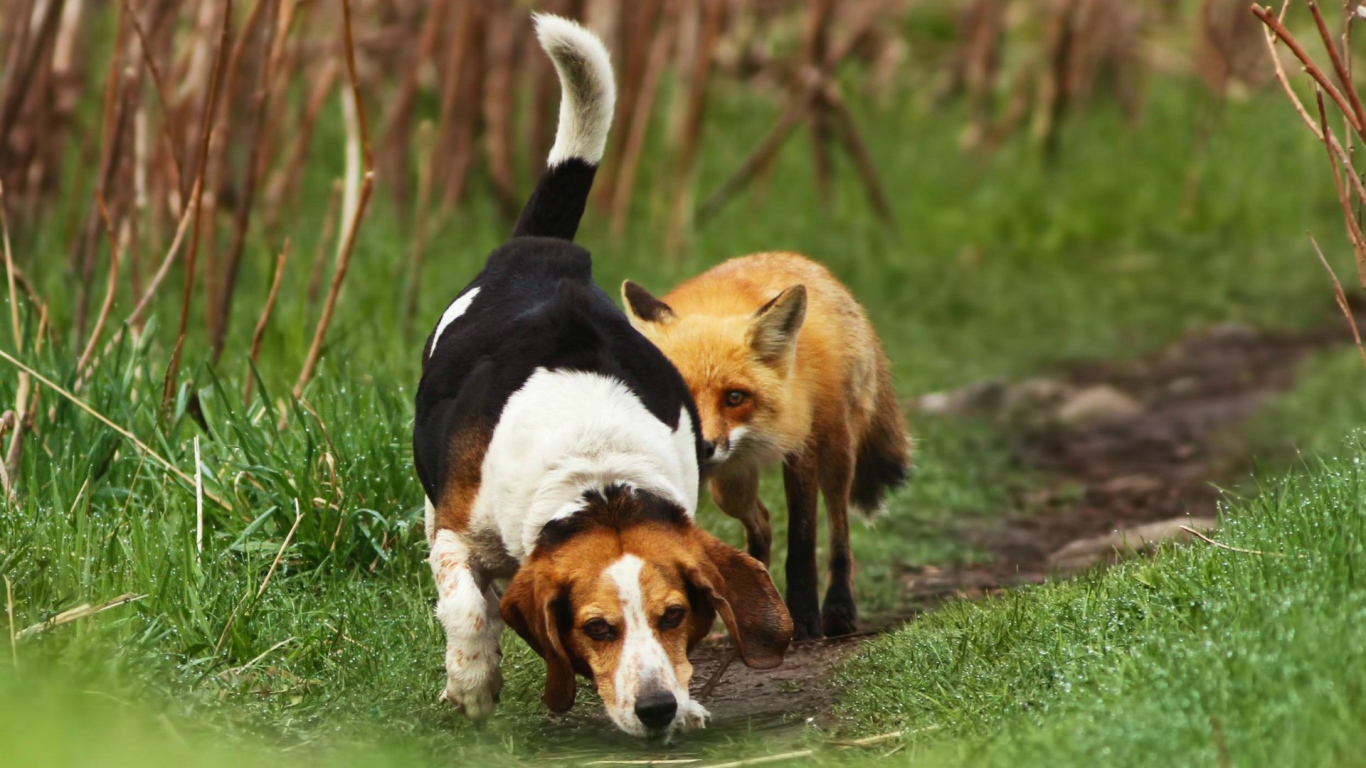 Cобака напала на след лисы