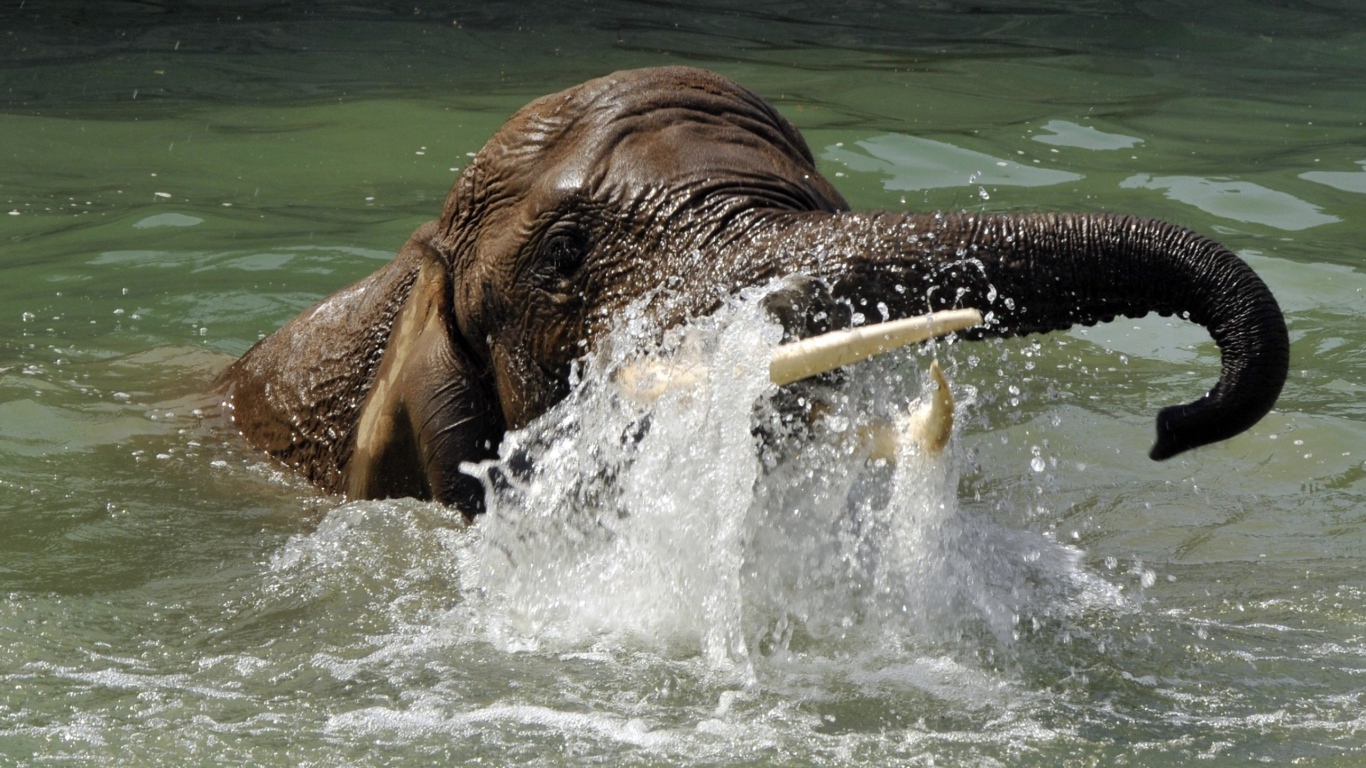 Слон плывет в воде