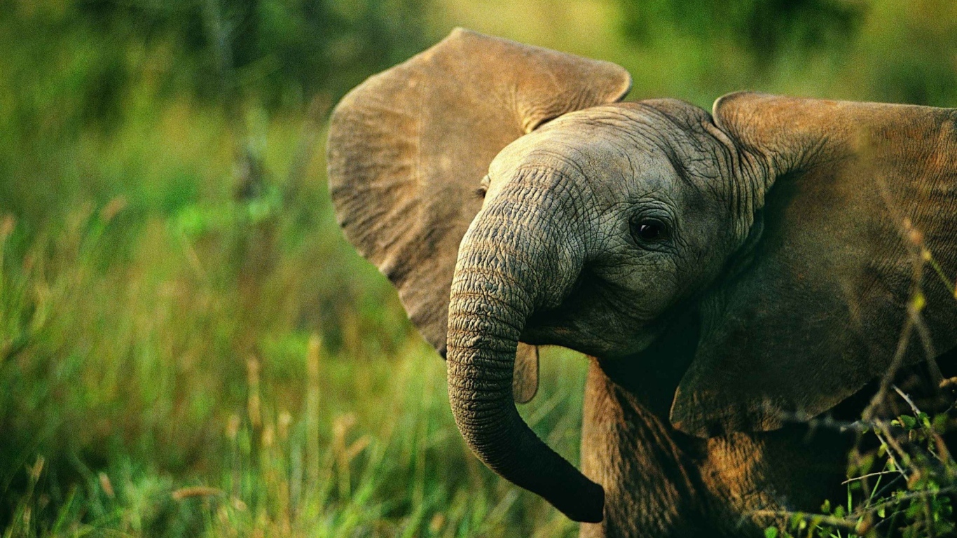 Слоненок идет по траве