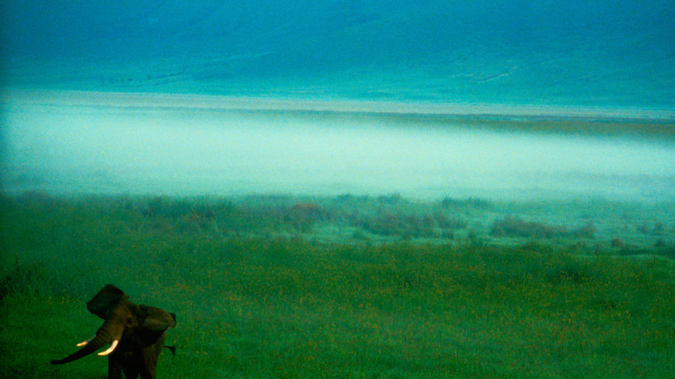 Слон в тумане