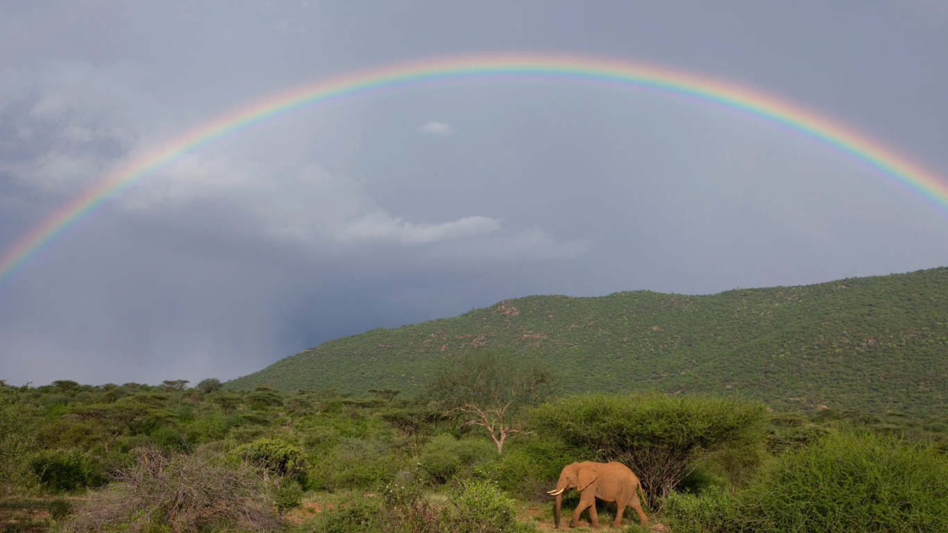 Слон под радугой