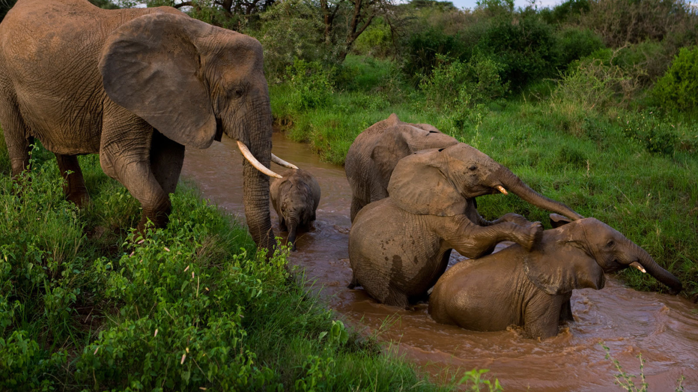 Семья слонов купается